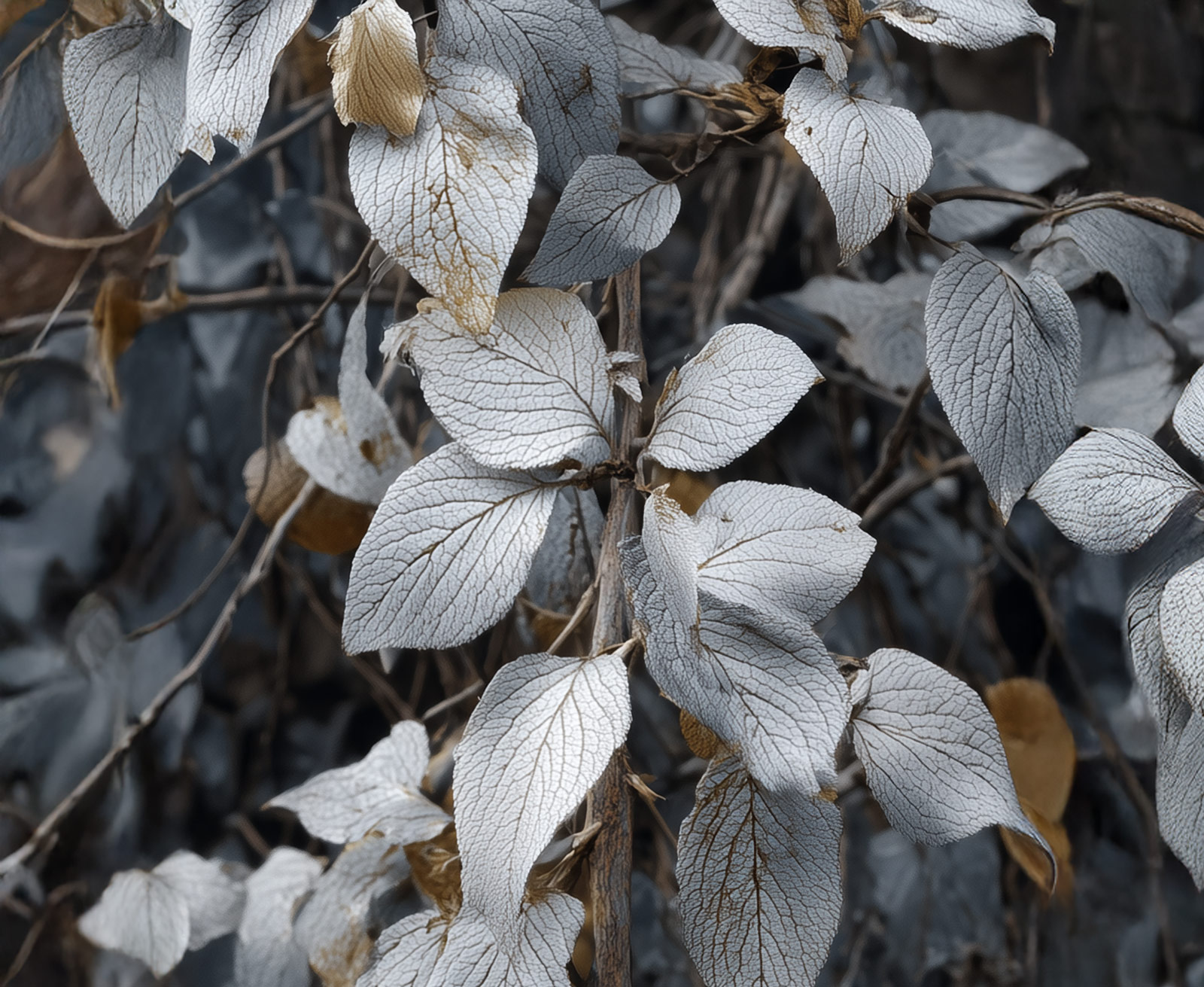 Herbst im Qi-Gong der Vier jahreszeiten