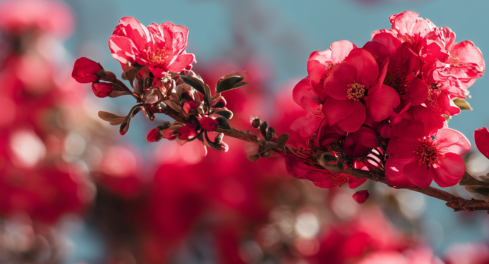 Mehr zum Sommer im Qi Gong der Vier Jahreszeiten