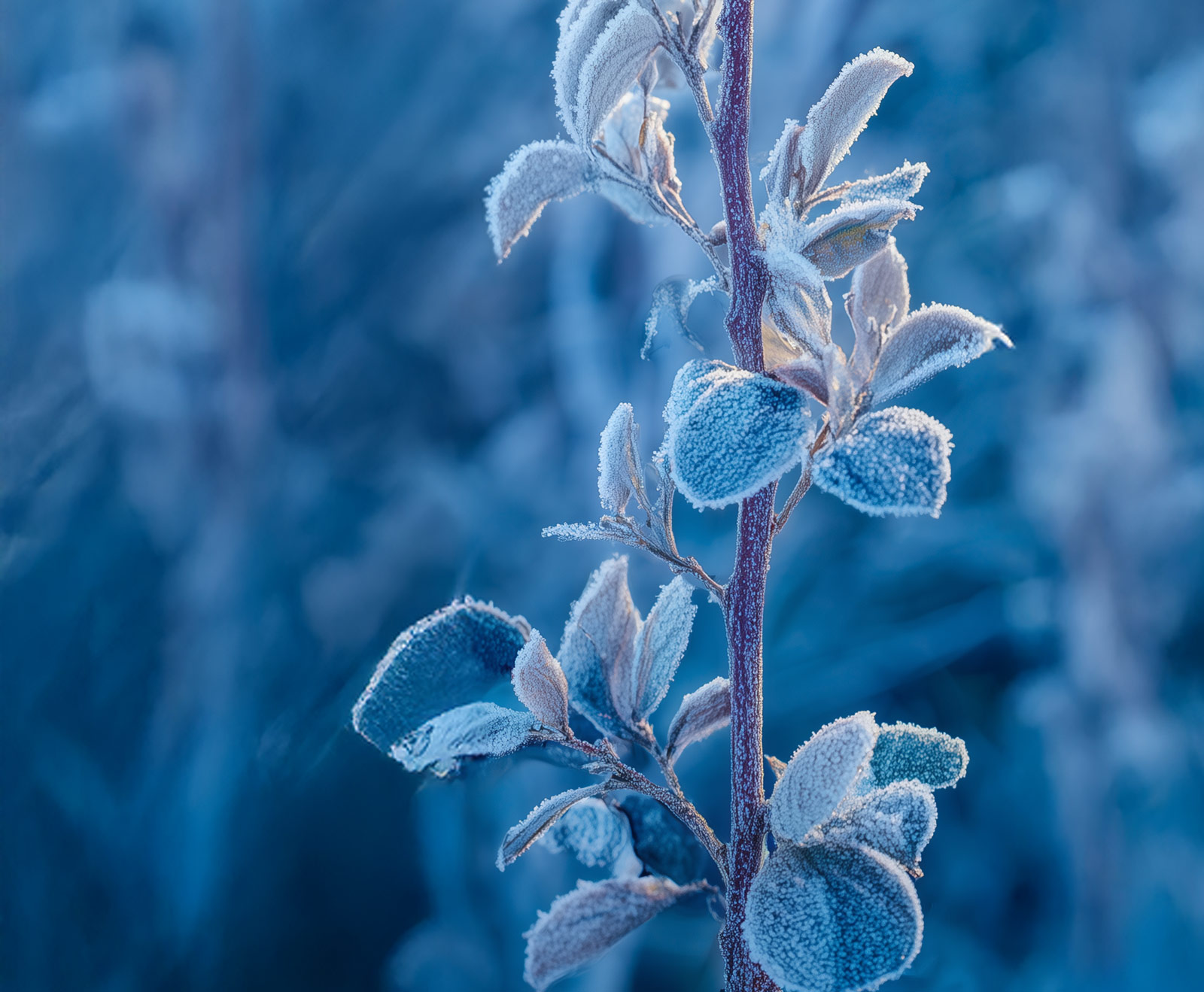 Winter im Qigong der Vier jahreszeiten